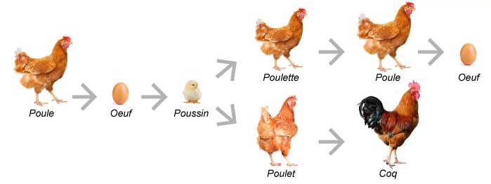 schema-poulet-fermier